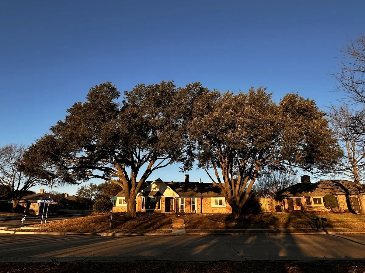 Established residential canopy tree shading a home in Shiprock